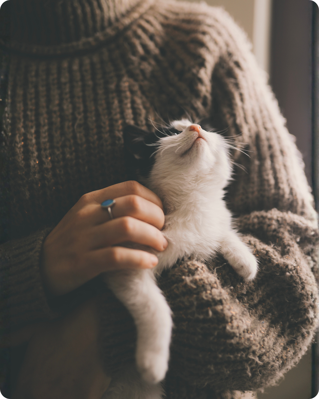 Dom Pansion Project (1)